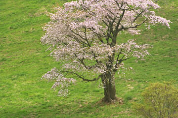 大山桜