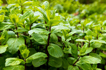 Nahaufnahme von Minze im Garten