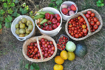 freshly harvested ripe  different organic fruits and vegetables   in the vegetable garden,  view directly below