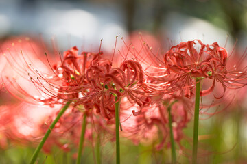 Lycoris radiata. Red spider lily in garden.