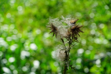 Chardon désséché .