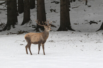 Powerful adult red deer in winter meadow.
