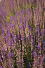 Morning in the park. Lavender.