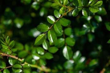 dark green glossy leaves of ground cover roses