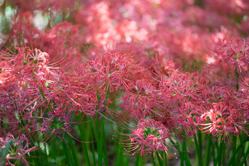 Lycoris radiata. Red spider lily in garden.