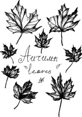 Autumn Leaves Vector Illustration Isolated