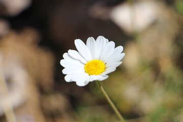 daisy in the garden