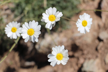 Obraz premium daisies in the garden