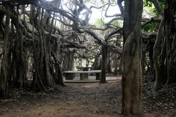 creepy trees with twisted roots in the night jungle forest. Scary concept. Spooky Halloween dead mysterious forest creepy trees with twisted roots and two lizard on misty night forest. Scary concept. 