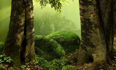 Forest landscape with old massive hollowed trees and mossy rocks