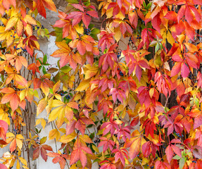 Fototapeta na wymiar Bright colorful leaves of maiden grapes its way along the wall. Autumn background