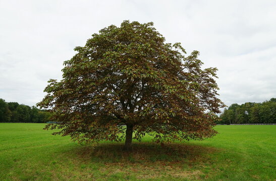 Horse chesnut in a meadow