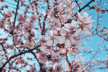 pictures of almond tree flowers