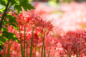 Lycoris radiata. Red spider lily in garden.