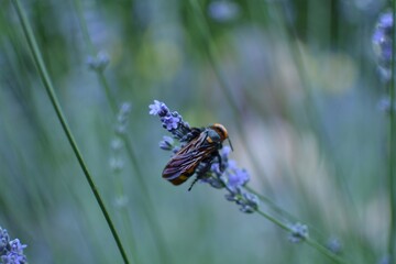 A beetle on lavender flower