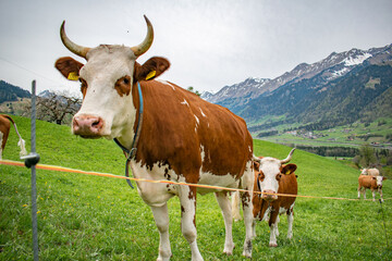 Beautiful swiss cows. Alpine meadows. Mountains.