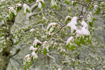ぶなと新雪