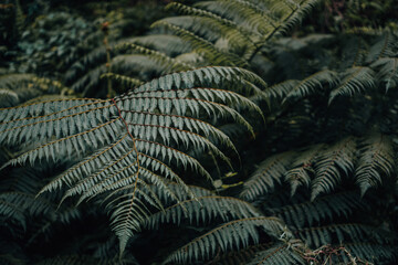 fern in the forest