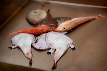 Ryby, targ, świeże ryby