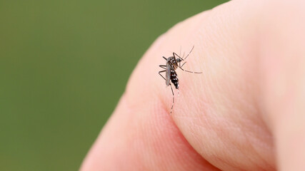 指にとまって血を吸う蚊