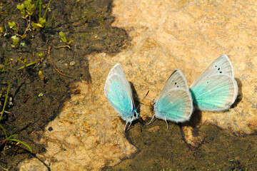 blue butterfly on a stone