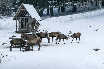 Majestic a herd of  red deers (cervus elaphus) eats from a deer feeder. Beautiful winter country frozen morning. Hunger animals