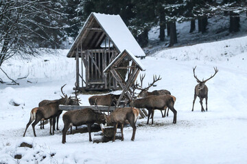 Majestic a herd of  red deers (cervus elaphus) eats from a deer feeder. Beautiful winter country frozen morning. Hunger animals