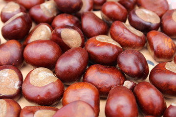 background chestnut brown shiny closeup of the fruit of the tree