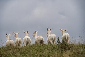 Die Hinterteile einer Herde weißer Rehe auf einem Hügel