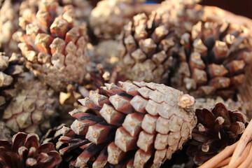 background of pine fir cones close up new year Christmas winter Christmas trees