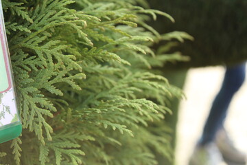 green background with pine tree branches close up with copy space new year Christmas background