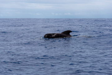 Fototapeta premium Madeira