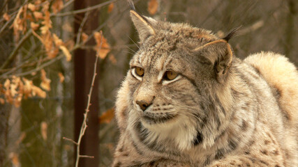 Lynx portrait in the autumn
