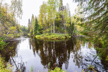 Obraz premium Autumn river in the taiga of the Arkhangelsk region, northern Russia. Overcast weather