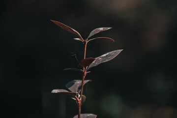 Obraz premium Beautiful bush branch close up against