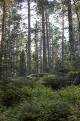 Scandinavian forest with pine and rocks