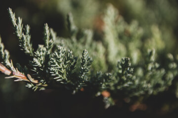 Green natural background. Beautiful green plant