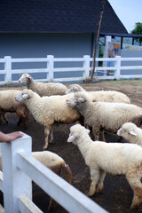 Group of sheep 
