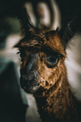 lama