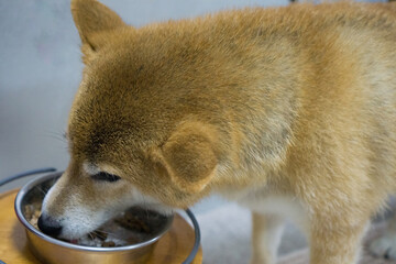 食事をする柴犬