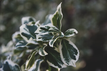Green natural background. Beautiful green plant