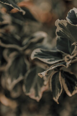 Green natural background. Beautiful green plant