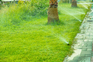 Auto-irrigation system on a sea shore watering palm trees and lawn with fresh green grass at the hot subtropical evening.