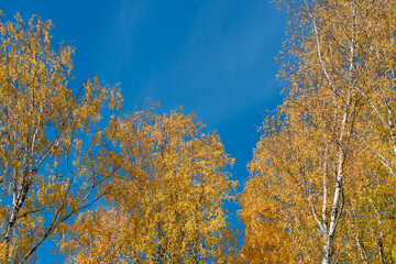 Fototapeta na wymiar Birch autumn foliage in the blue sky.