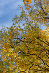 Birch autumn foliage in the blue sky.