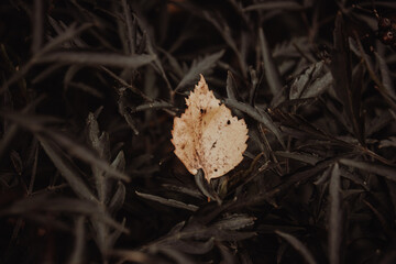 Photo of autumn leaf against the background of dark leaves.