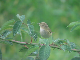 Willow warbler (Phylloscopus trochilus) perching on a beautiful branch, part of a rose bush.