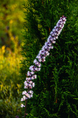 Autumn plants and flowers in the garden in Russia. Natute background
