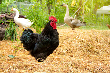 Chicken have red comb. Black australorp rooster stand on the straw and background with other poultry such as geese in husbandry natural animal lifestyle farming garden organic in the backyard.