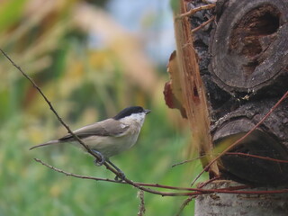 Marsh tit (Poecile palustris) perching on a beautiful tree branch. Beautiful marsh tit perching.
